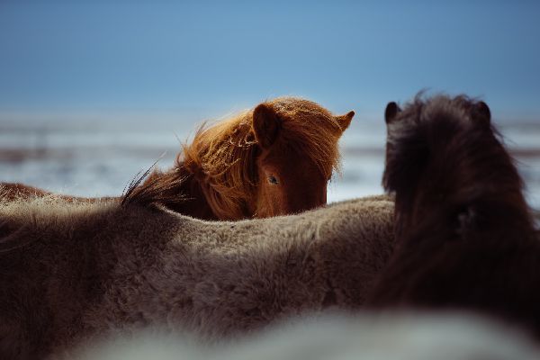 chevaux - chevalliance - paysage