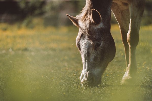 chevaux - chevalliance - paysage