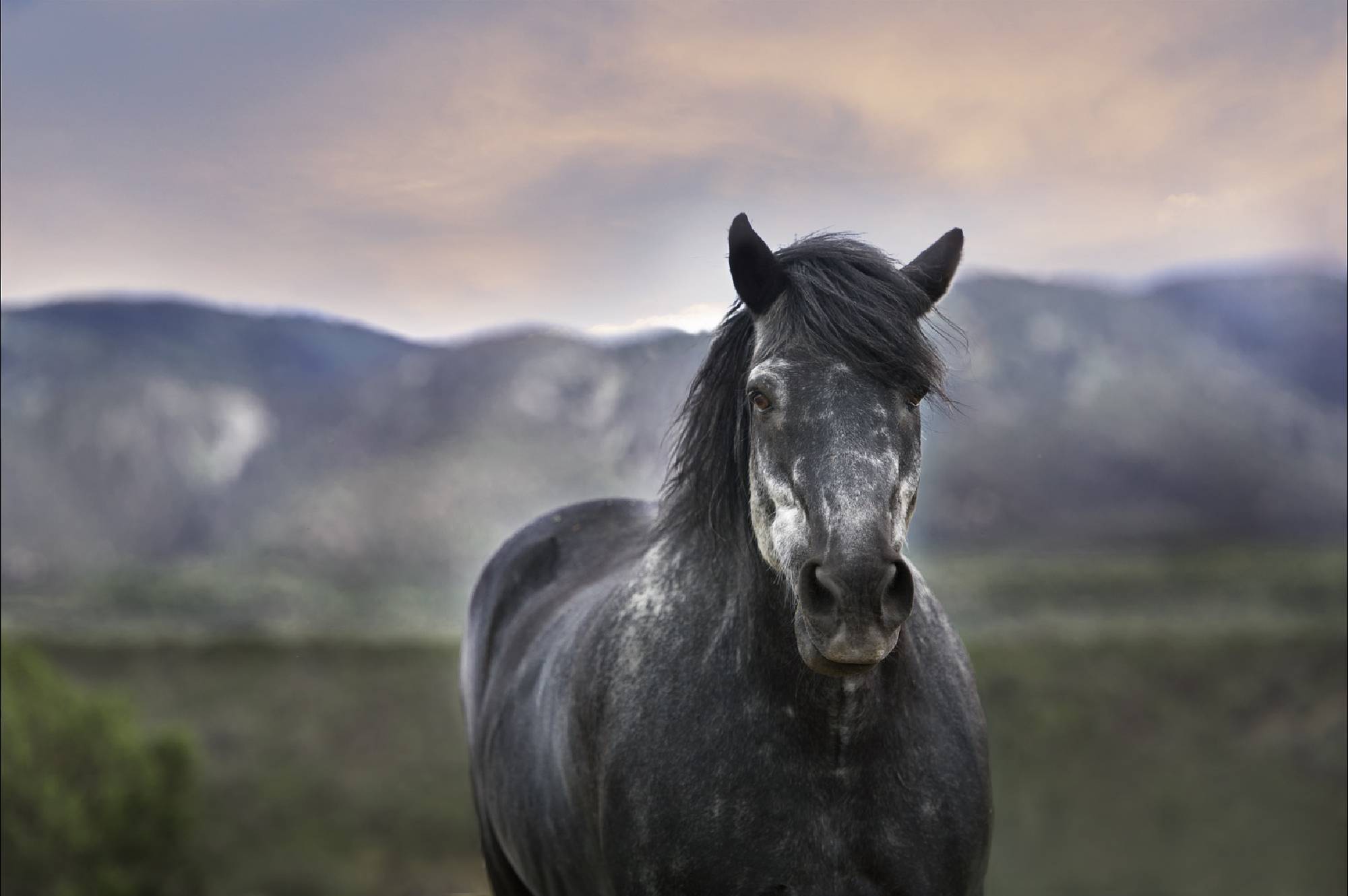 cheval - nature - paysage