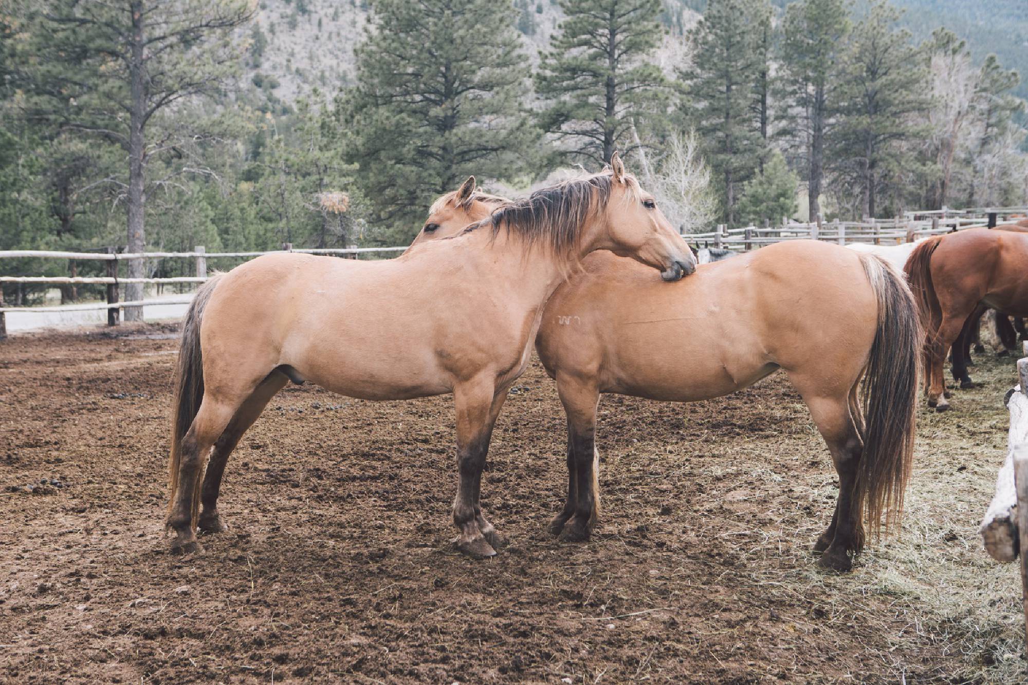 cheval - nature - paysage