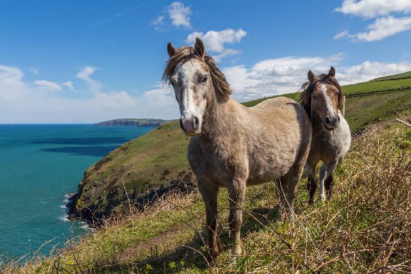 chevaux - chevalliance - paysage