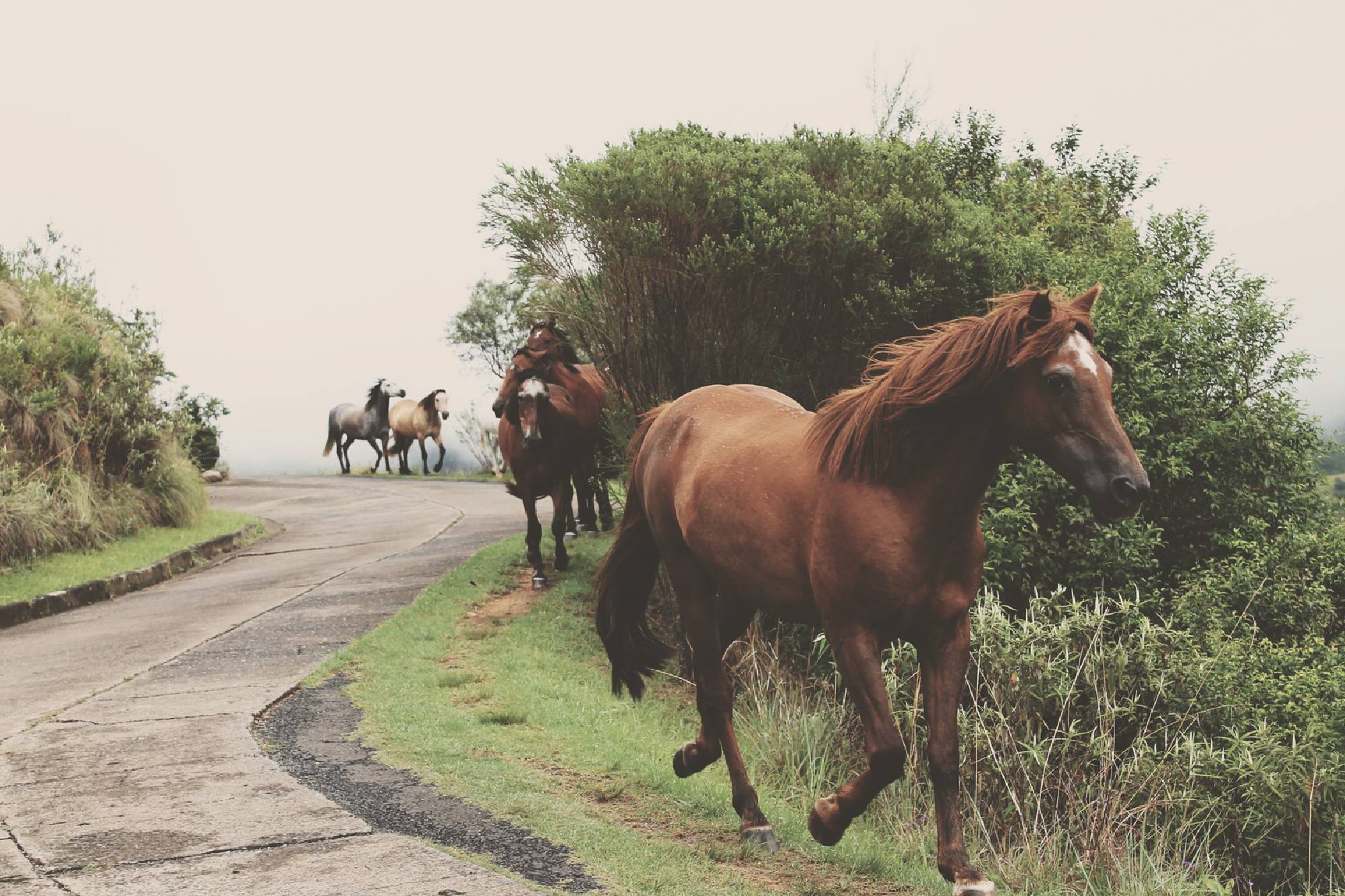 cheval - nature - paysage