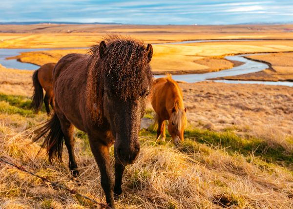 chevaux - chevalliance - paysage